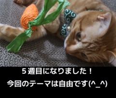 フェイスの日常動画もご覧ください😊